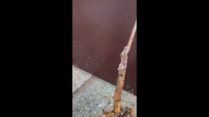 Купил саженцы шелковицы у канала Машевский Сад || Мар?