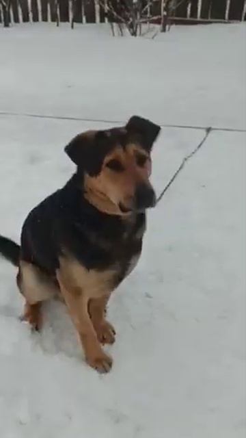 Symiko.ru | Собака Малыш ищет дом. Отдаем бесплатно. Собака смотреть онлайн