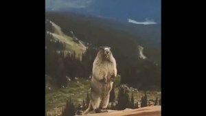 Бобёр Кричит Ааа 4096x2160