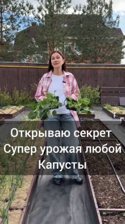 Сажаю капусту, делюсь секретами