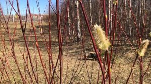 12 мая 2025 год Проминад