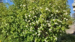 Живая изгородь из боярышника цветущего!