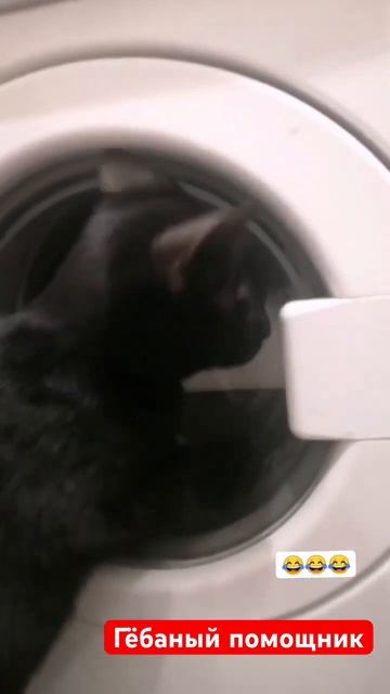 Наши питомцы и стиральные машины. смотреть онлайн