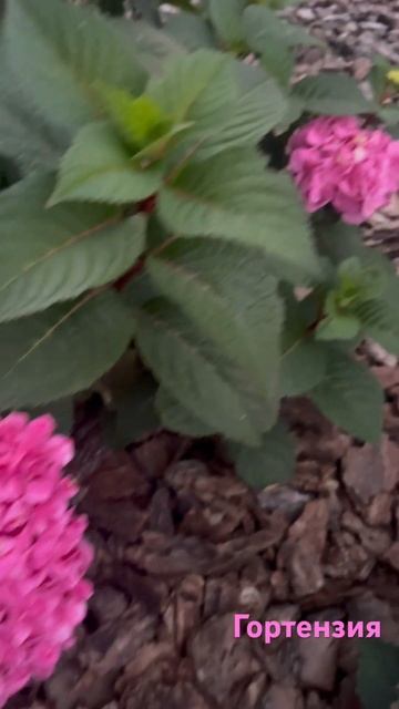 Розовая гортензия ! смотреть онлайн