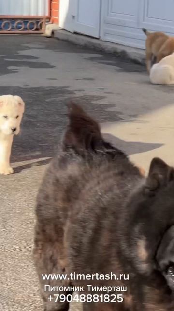 Помет Щ и Э сезона 2024 Есть доступные щенки Доставка по смотреть онлайн