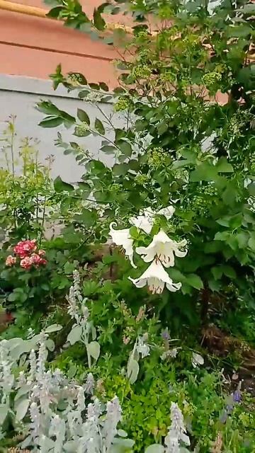 Благоприятный Фен шуй двора начинается с озеленения и смотреть онлайн