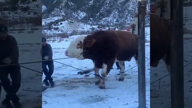 Как повалить быка весом 800 кг смотреть онлайн