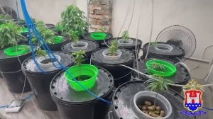 В Калининграде осудят наркоплантаторов и закладчика, сбывавших каннабис через 4 своих наркомаркета