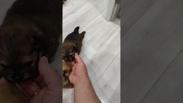 Щенки шпицов 24 день жизни смотреть онлайн