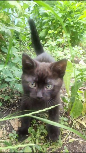 для авито смотреть онлайн