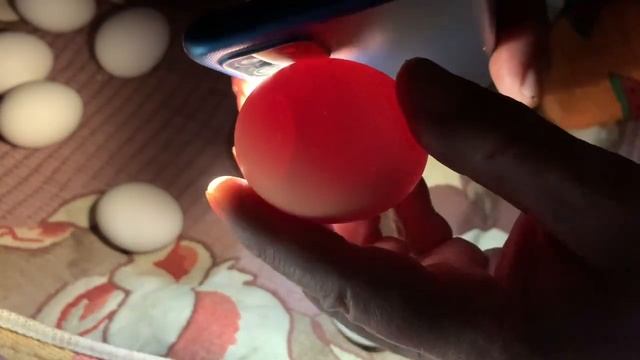 7 сутки инкубации в РЯБА 36_ китайский инкубатор_ первое проветривание и овоскопирование _22,04,2025 смотреть онлайн