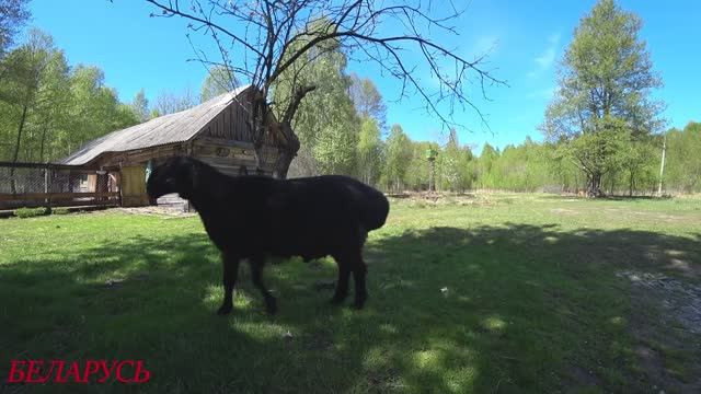 КУПИЛ СТАРЫЙ ЗАБРОШЕННЫЙ ХУТОР и ВОССТАНАВЛИВАЮ ПЯТЬ ЛЕТ. ЖИЗНЬ в ЛЕСУ на КРАЮ БОЛОТА. смотреть онлайн