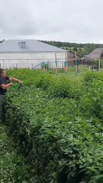 Супер электроножницы. Стрижём спирею смотреть онлайн