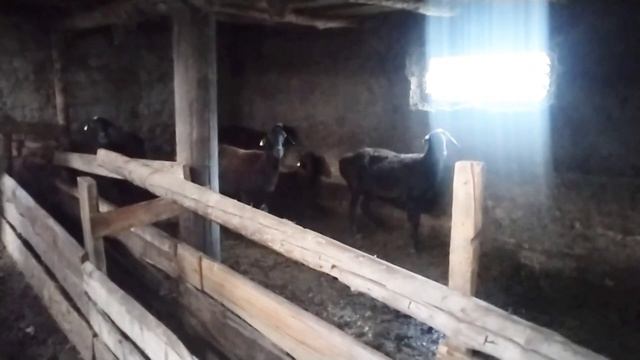 как сепарировать молоко. смотреть онлайн