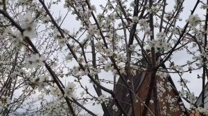 30. Природа просыпается. Огород на Кубани.