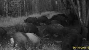 Дикие кабаны. Скрытые владыки ночного леса. Тайны их жизни в кадрах фотоловушки