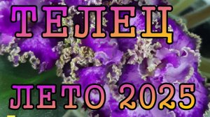 ТЕЛЕЦ таро прогноз на ЛЕТО 2025 года (июнь, июль, август).