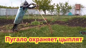 Как защитить цыплят с помощью пугало ,от коршунов и ястребов.