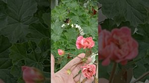 ИВ Столбовая Дворянка