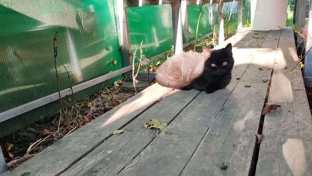 Этот ЛЕС не перестаёт нас удивлять. ЗАКРЫВАЕМ СЕЗОН. смотреть онлайн