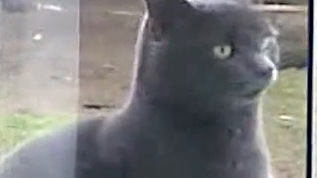 Саня Открой...я замёрз..жрать хочу.3gp