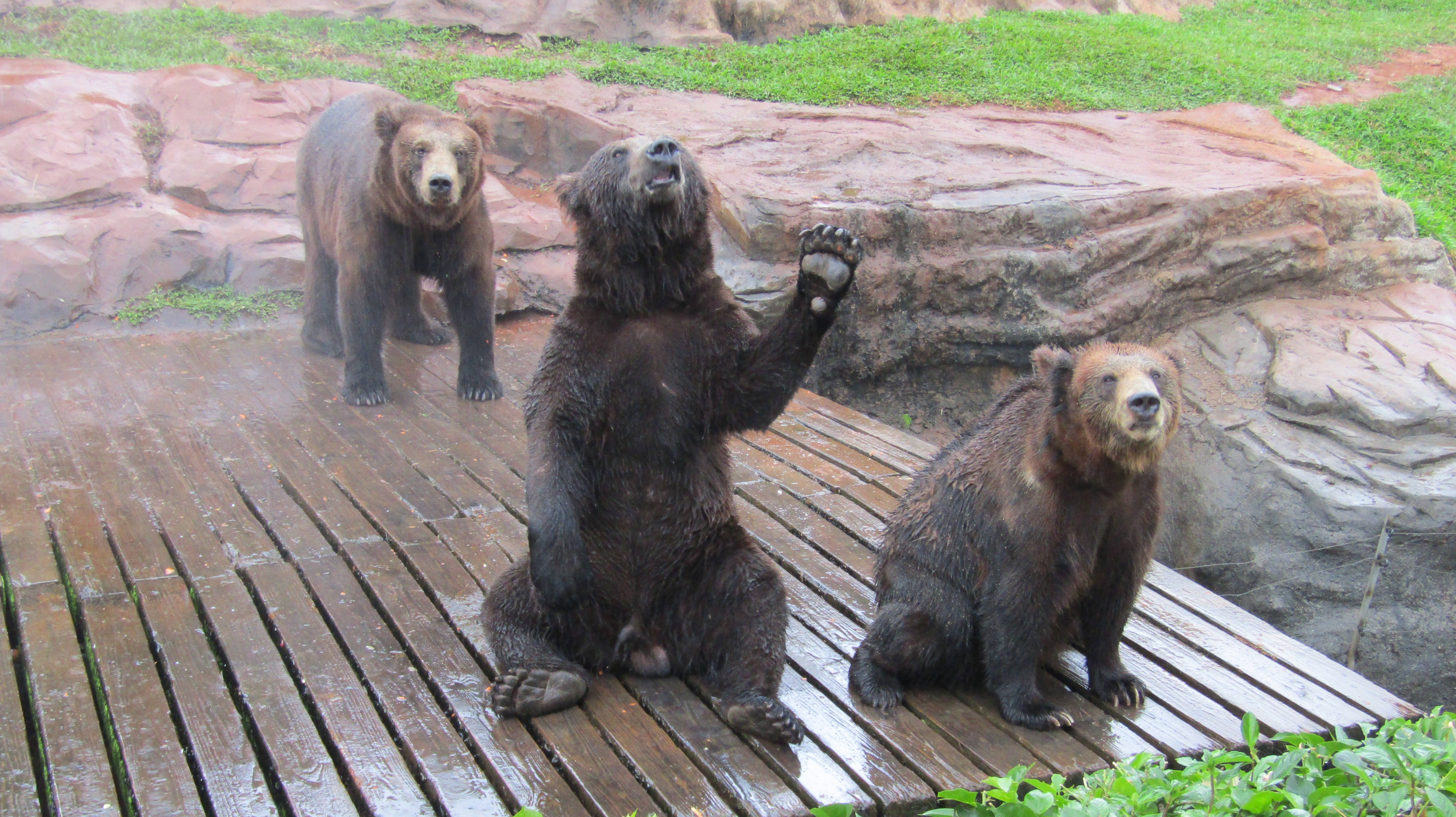 Сафари-зоопарк "Дуншань" ХАЙКОУ. (Китай, Хайнань)