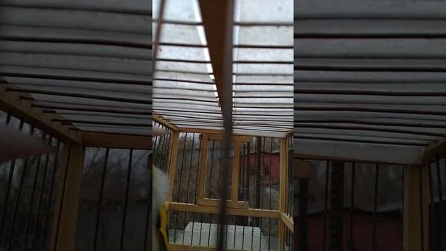 щегол манный, пойман в январе этого года