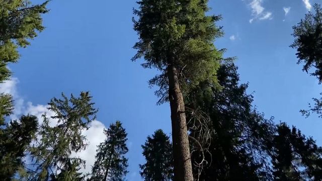 Линдуловская роща. Лиственницы сибирские . Высота до 40