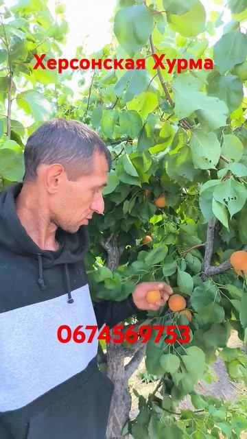 Обзор абрикоса Харкотт смотреть онлайн