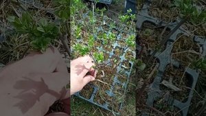 Как вырастить подвои для прививки бересклета на штамб