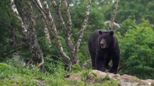 Медведь загнал туристов на гору в Башкирии