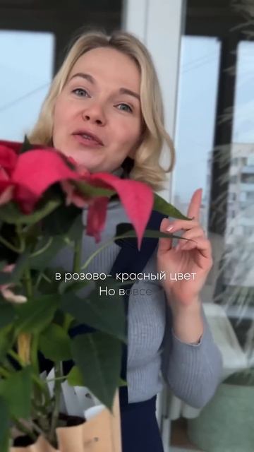 Рождественский цветок красного цвета! рождество цве?