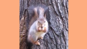 Белка ест орехи в дупле | Squirrel eats nuts in a hollow | 松鼠在洞里吃坚