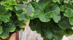 #861. Сравнение сортов  пеларгонии в разных условиях выр