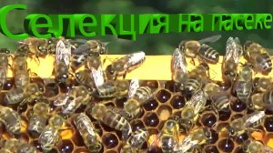 Увеличиваем продуктивность пасеки: научные методы селекции от Кашковского