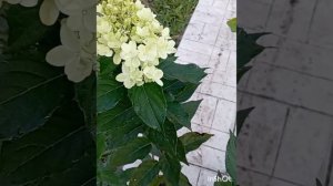 Гортензия.Стоит ли обрезать соцветия перед высадкой в