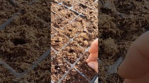 Магнолия грандифлора из семян