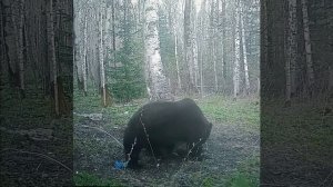 медведи на приваде