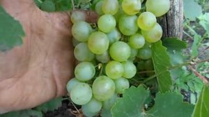 Сорт винограда Снегирь.