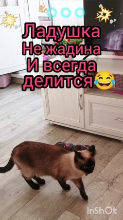 Кошка Ладушка не жадина😂 #смешныекоты #котики #прикольные котики #shorts #cats