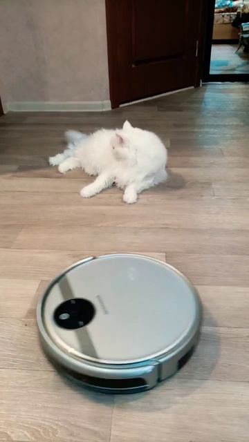 Обнаглевший кот Мартин и трудяга робот пылесос. смотреть онлайн