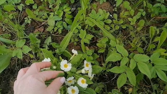 Примула на участке