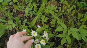 Примула на участке
