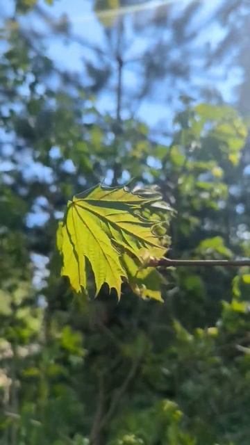 ✨ Практика "Привлекаю удачу ✨ Что делать? Читай в опис смотреть онлайн