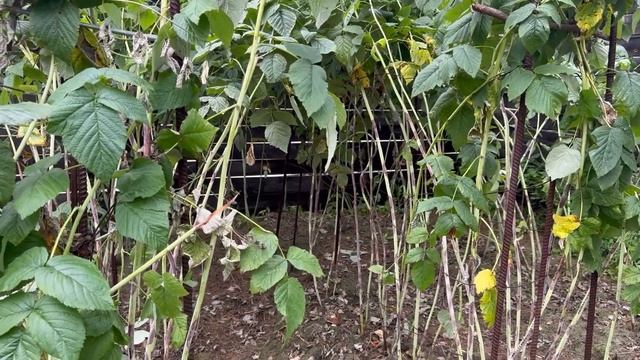 Наша дача вечером. Уличное освещение. Как лечу пурпуро смотреть онлайн