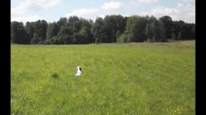 EDO od RACE коростель