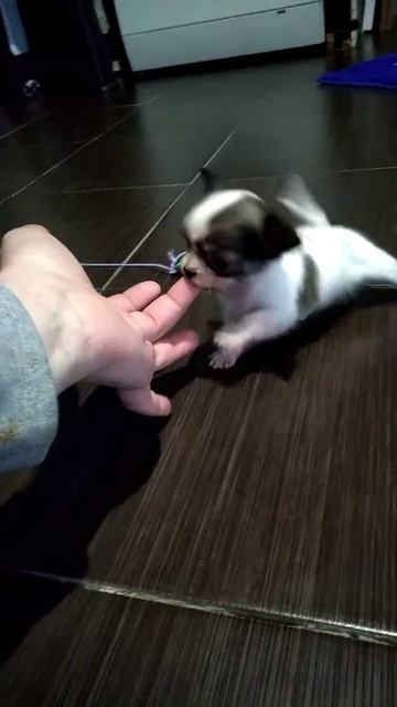 Девочка чихуахуа супер мини. смотреть онлайн