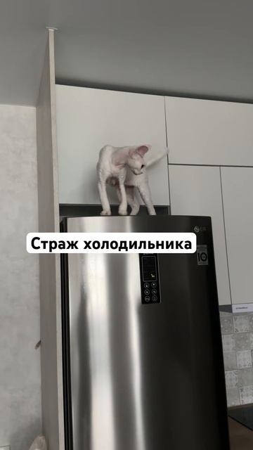 Кокос на диете, берет холодильник штурмом😂 #shorts смотреть онлайн