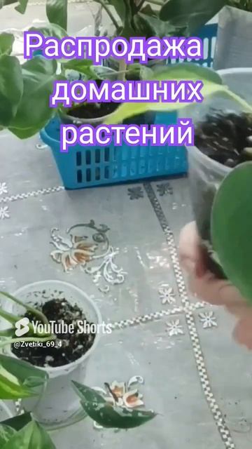 🔥Все растения по 250р #цветыпочтой #продажацветов #рас?