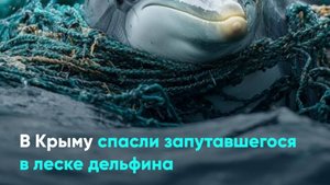 В Крыму спасли запутавшегося в леске дельфина